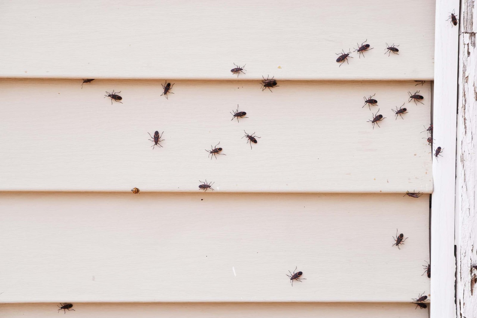 Boxelder bugs gathering on light-colored exterior siding