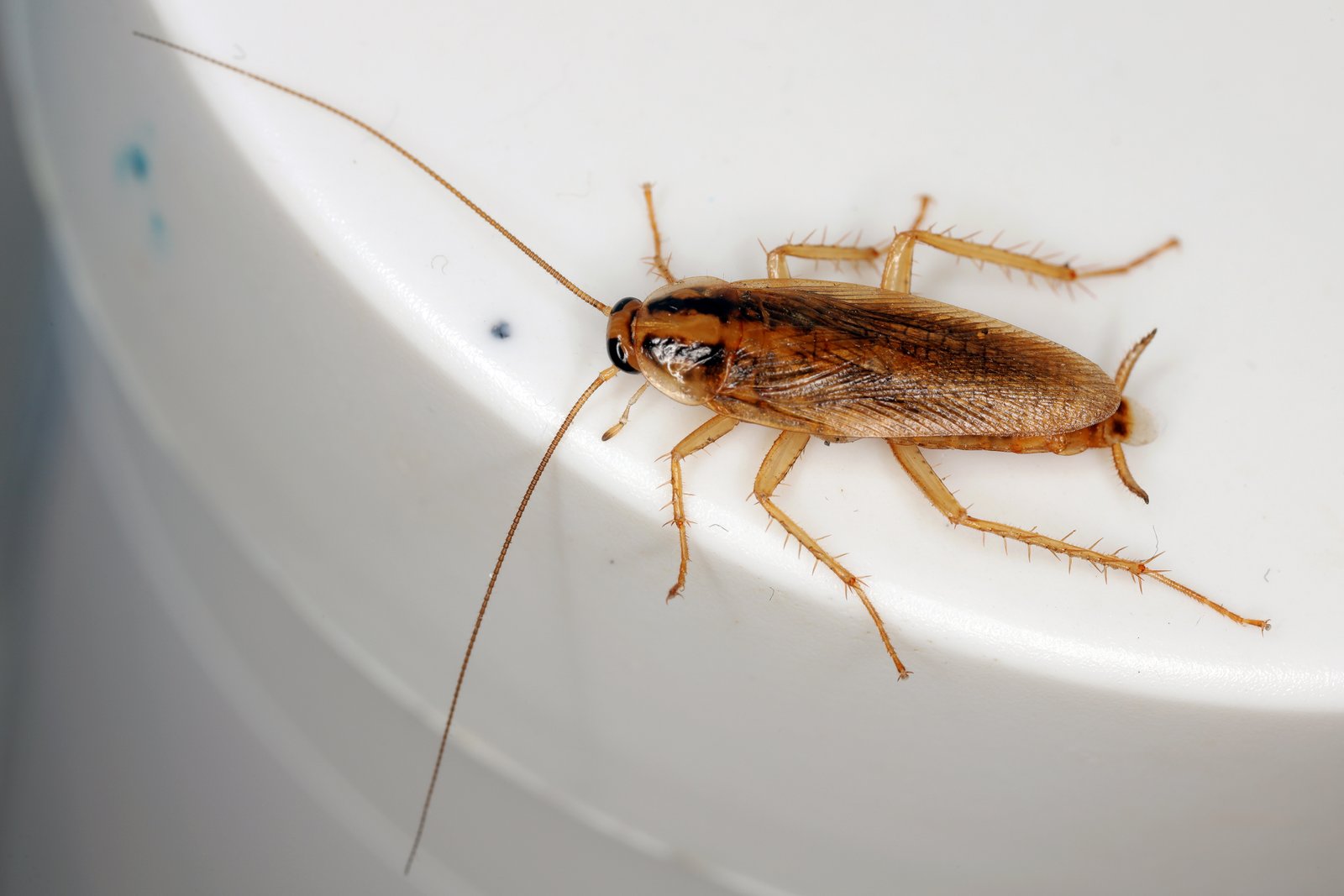 Cockroach identification