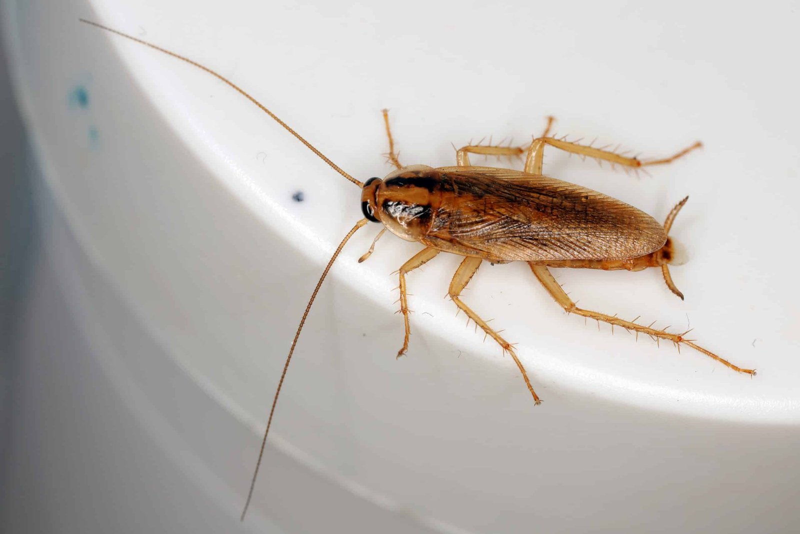 German cockroach showing two dark stripes behind the head