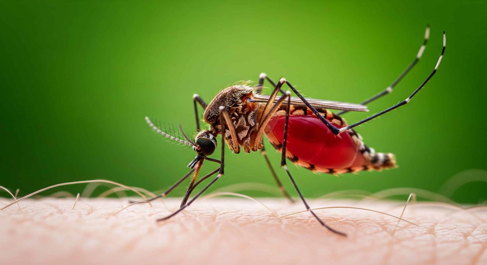 Mosquito Control