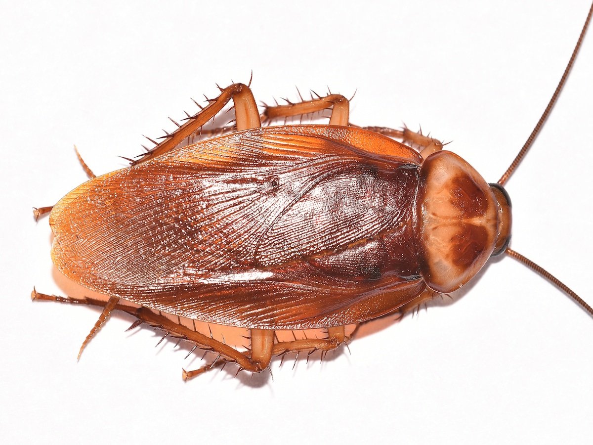 American cockroach identification photograph