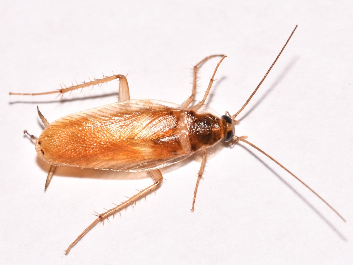 Brown-banded cockroach identification photograph
