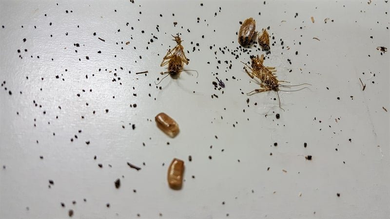 Cockroach droppings indicating an active infestation