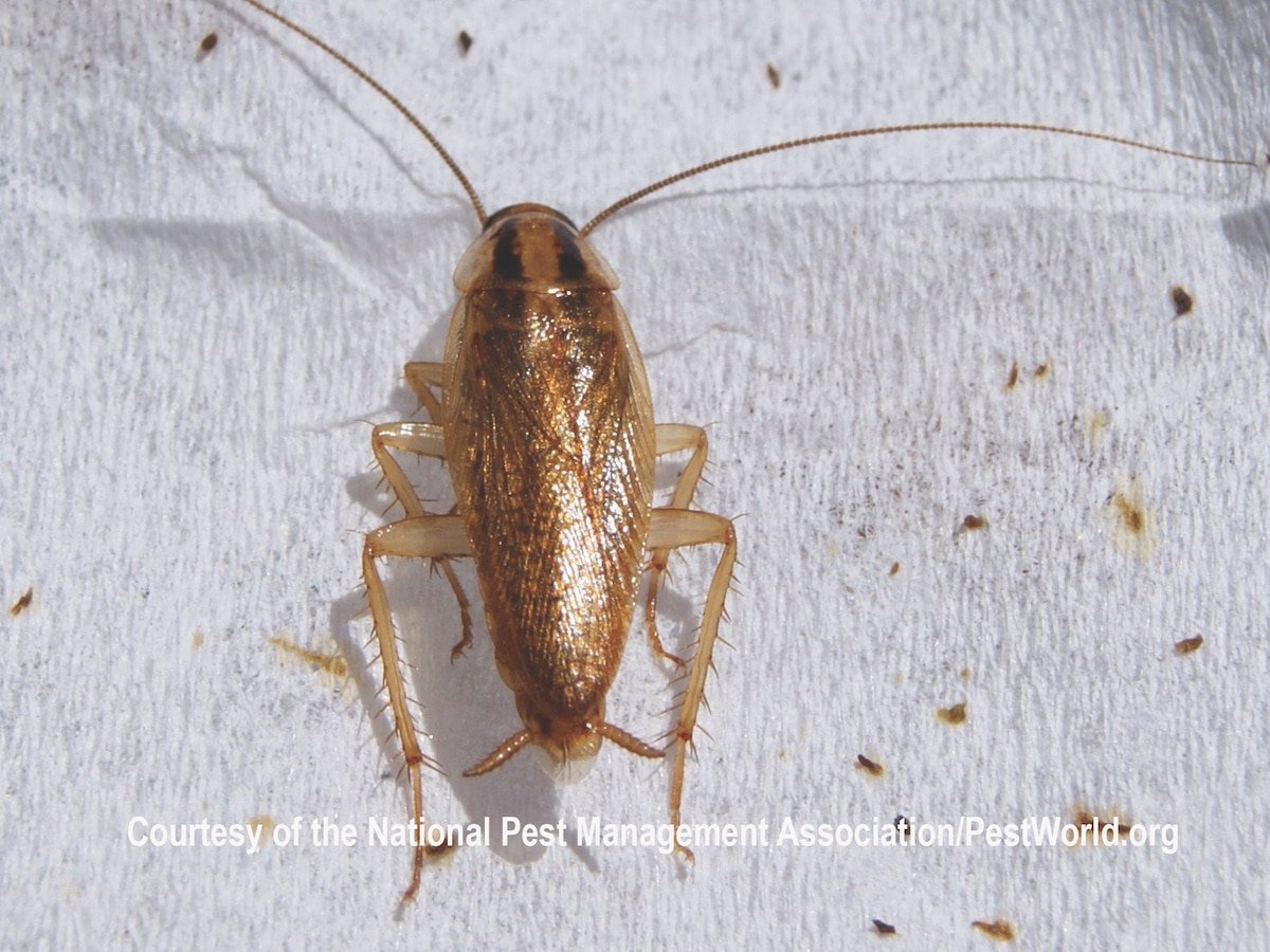 German cockroach requiring professional treatment