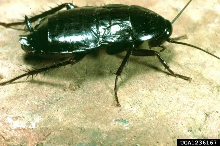 Oriental cockroach identification photograph