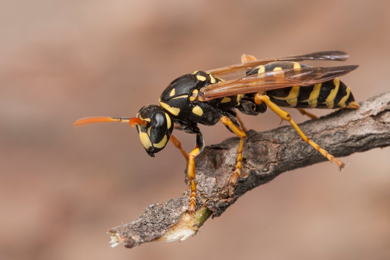 Wasp and bee identification