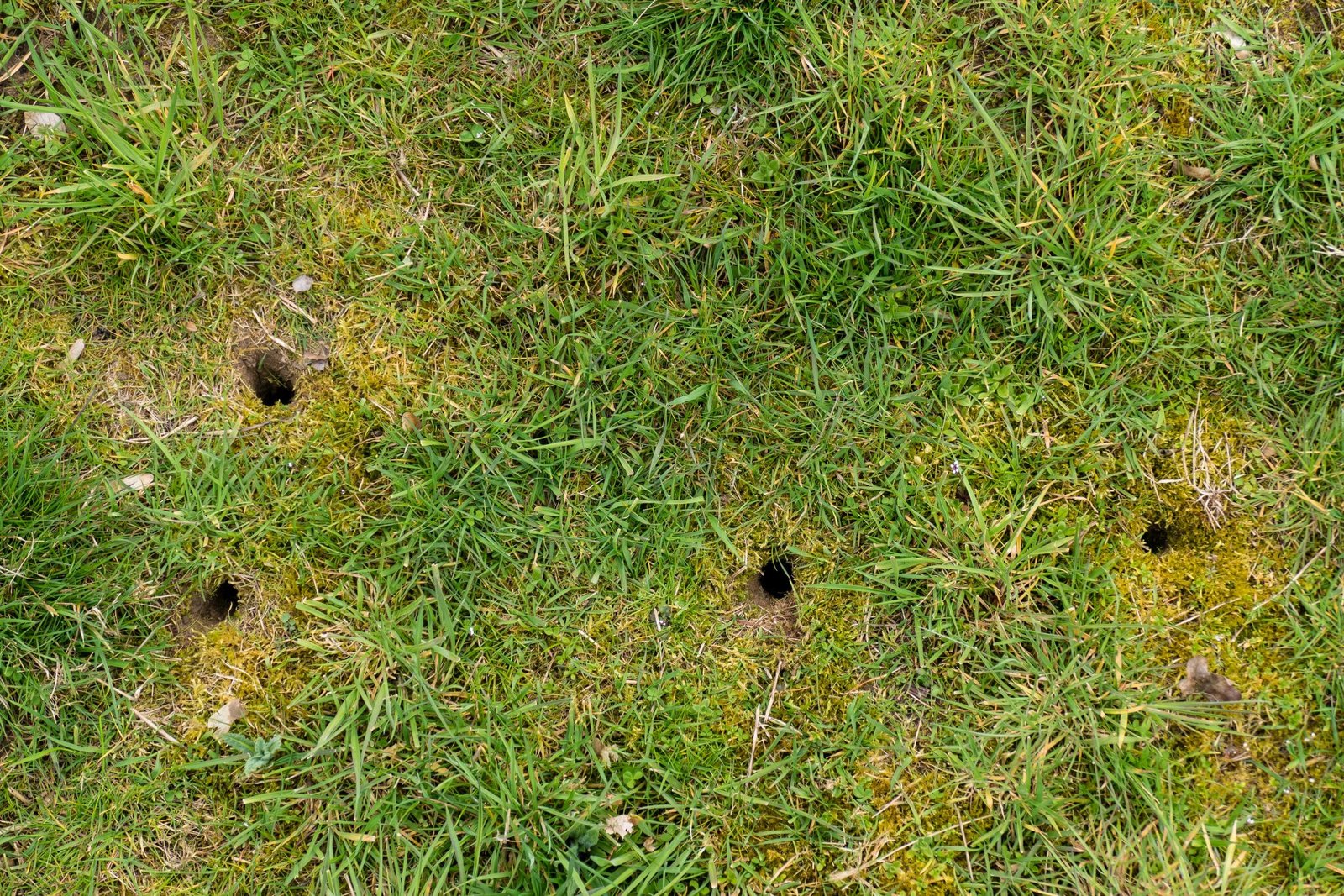 Vole habitat and lawn vegetation