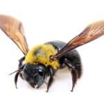 Carpenter Bee