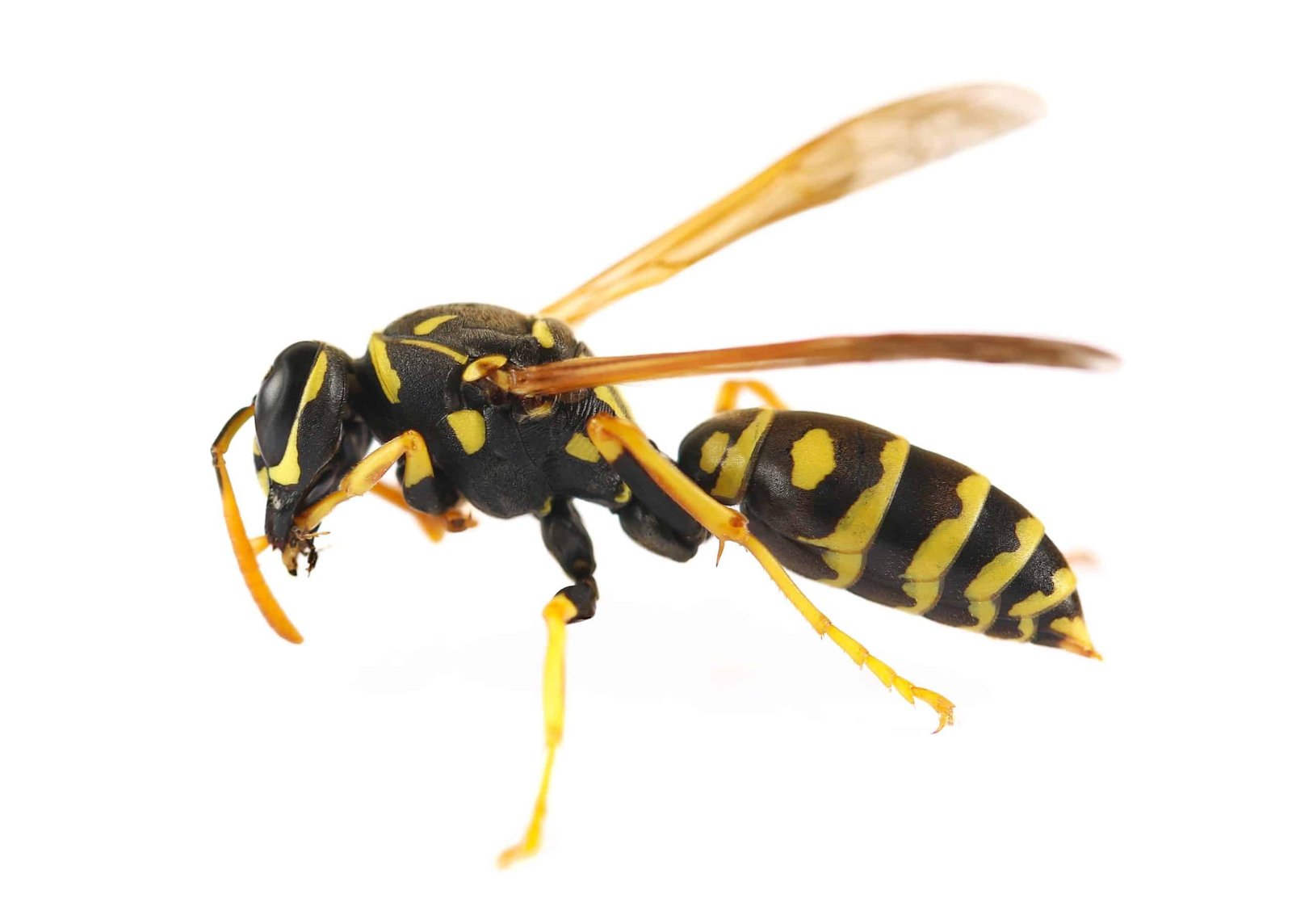 Paper wasp identification