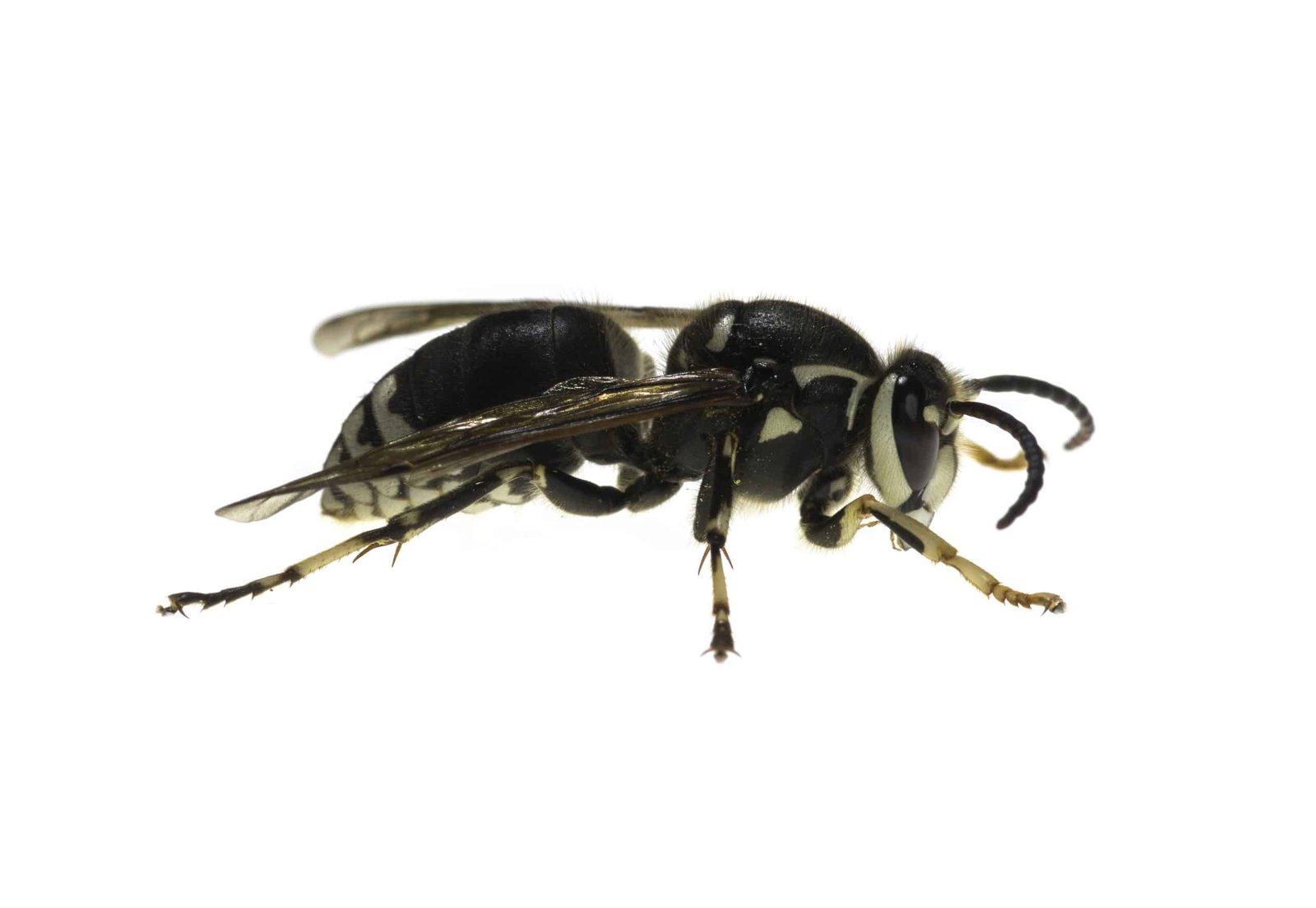 Bald-faced hornet identification