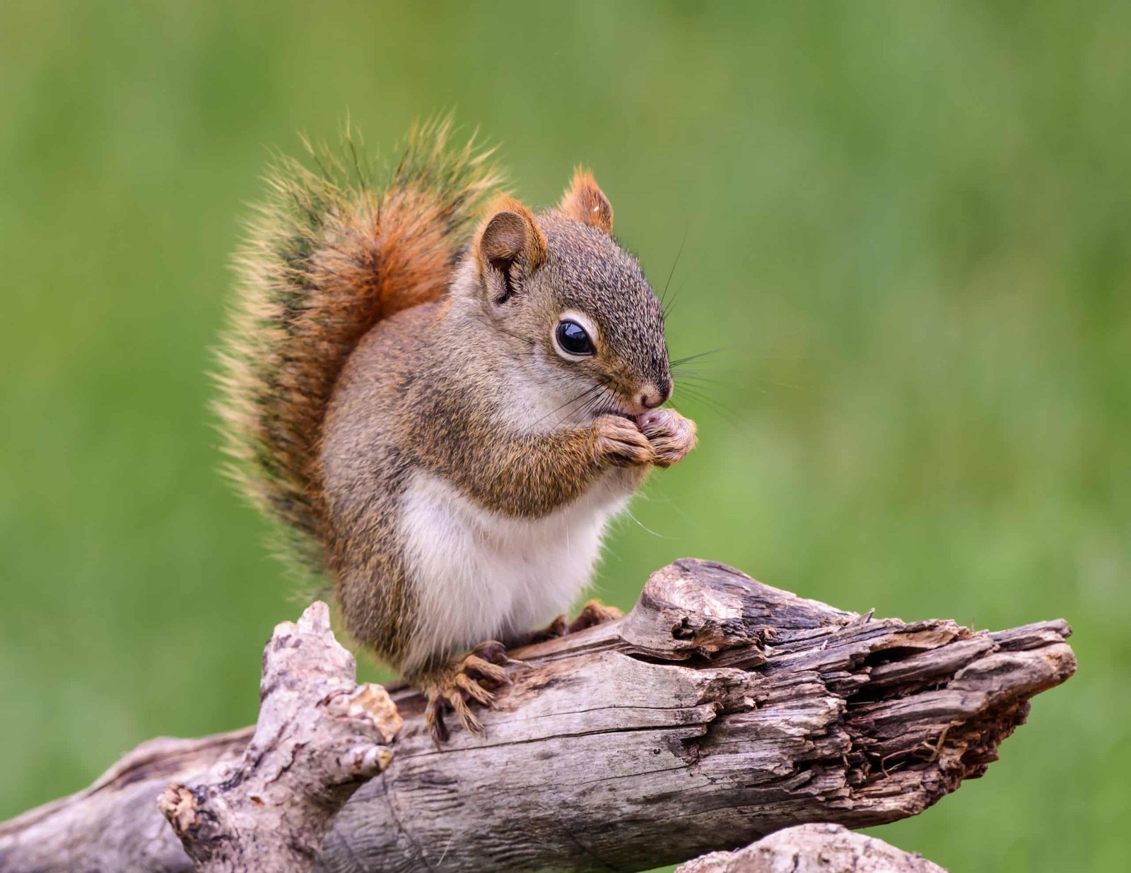 American red squirrel identification