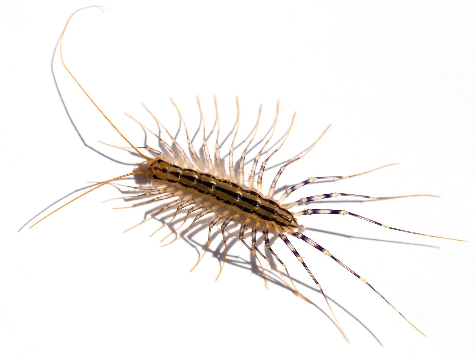 House centipede requiring professional pest control
