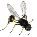 Mud Dauber