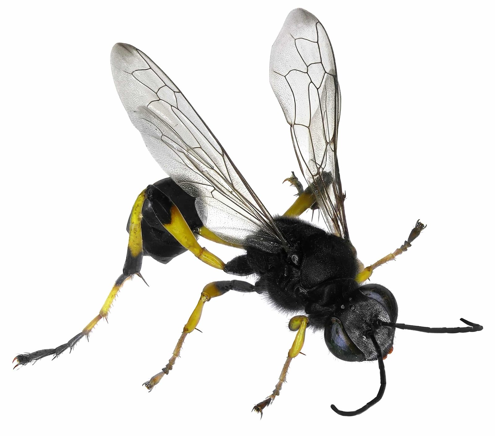 Mud dauber wasp identification