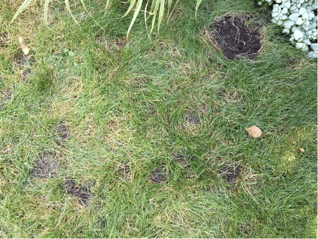 Skunk digging damage around a home