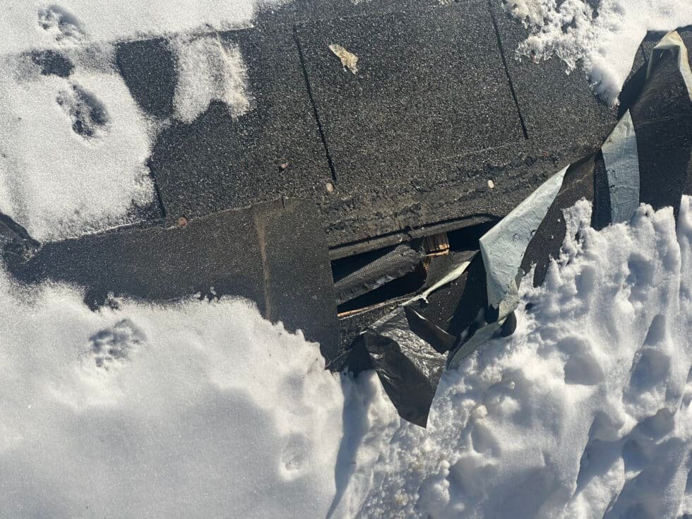Squirrel damage at exposed roof ridge
