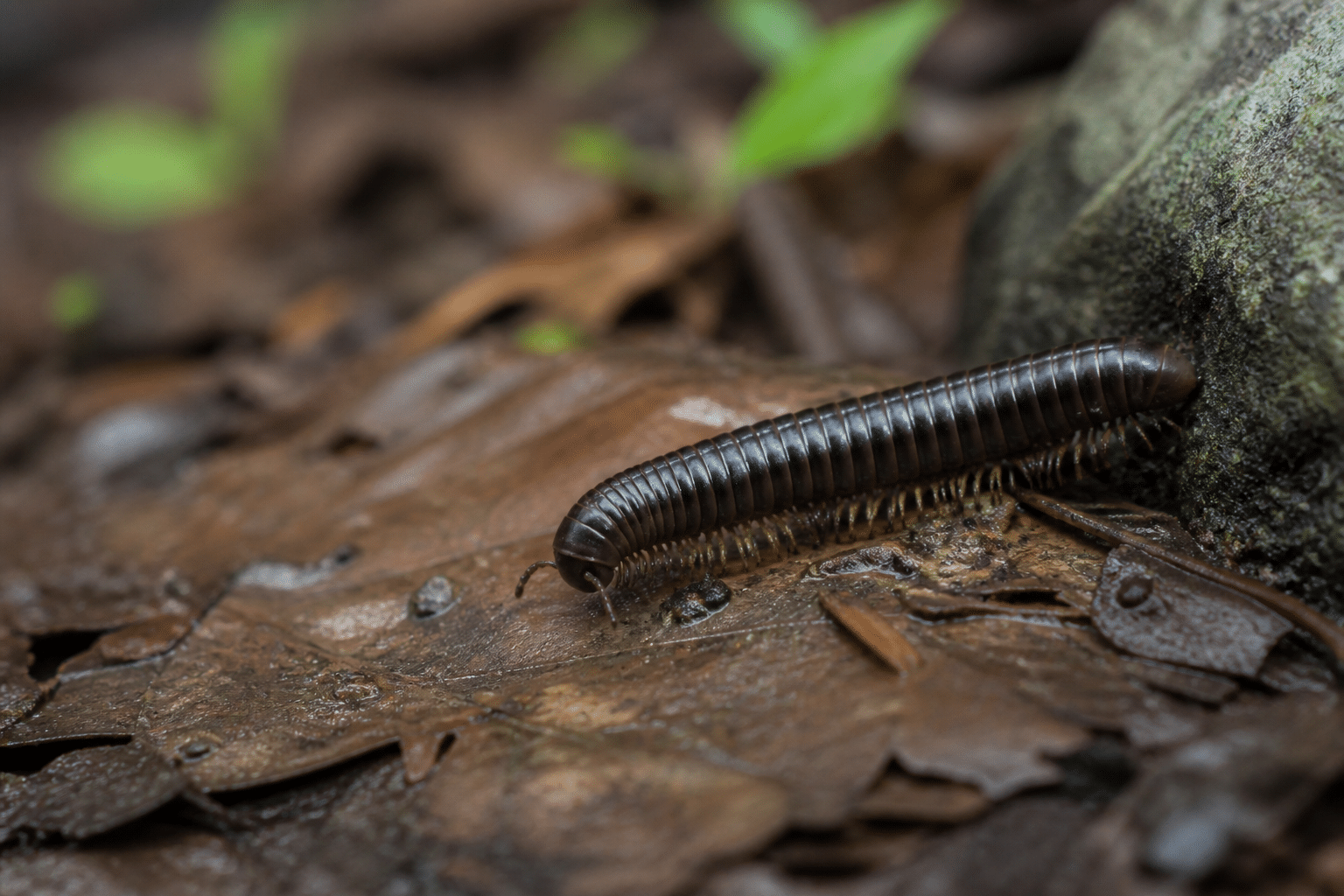 Millipede identification