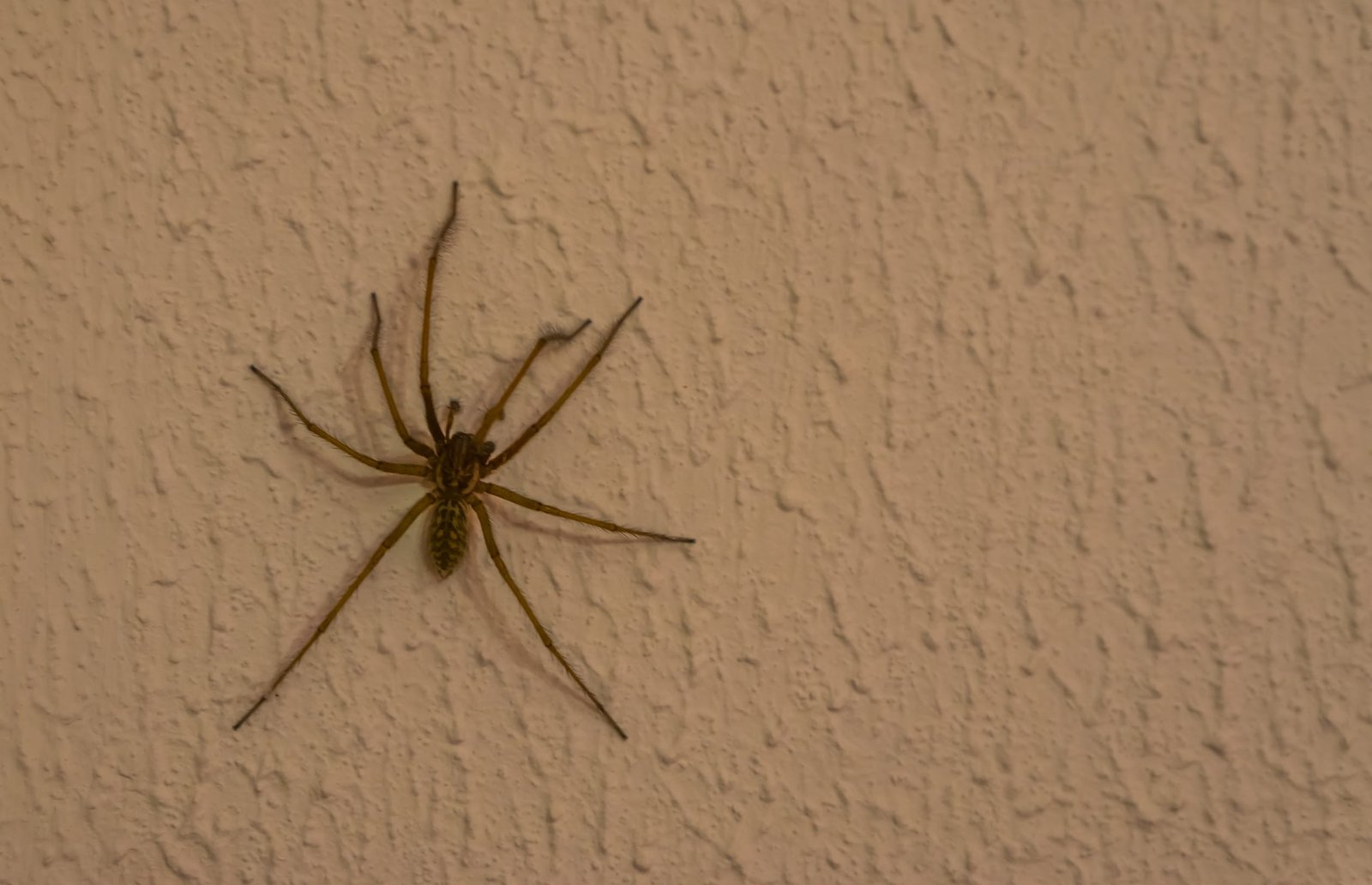 Common House Spider