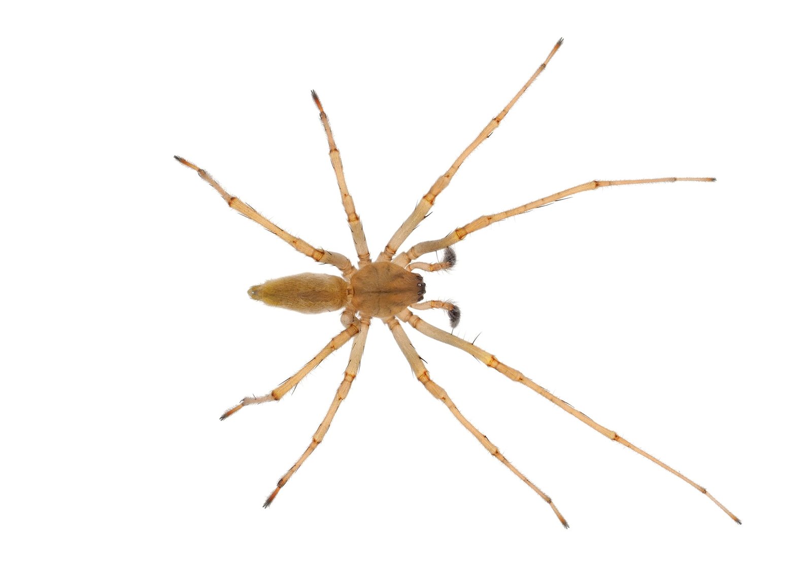 northern yellow sack spider