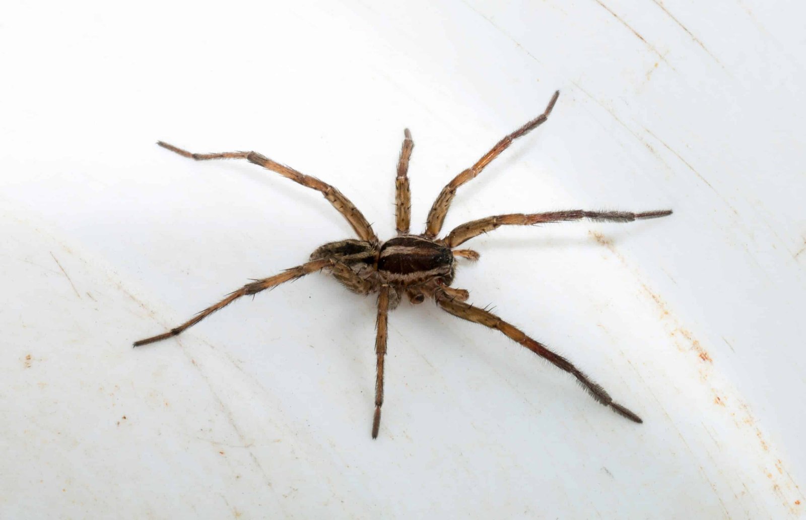 Wolf Spider