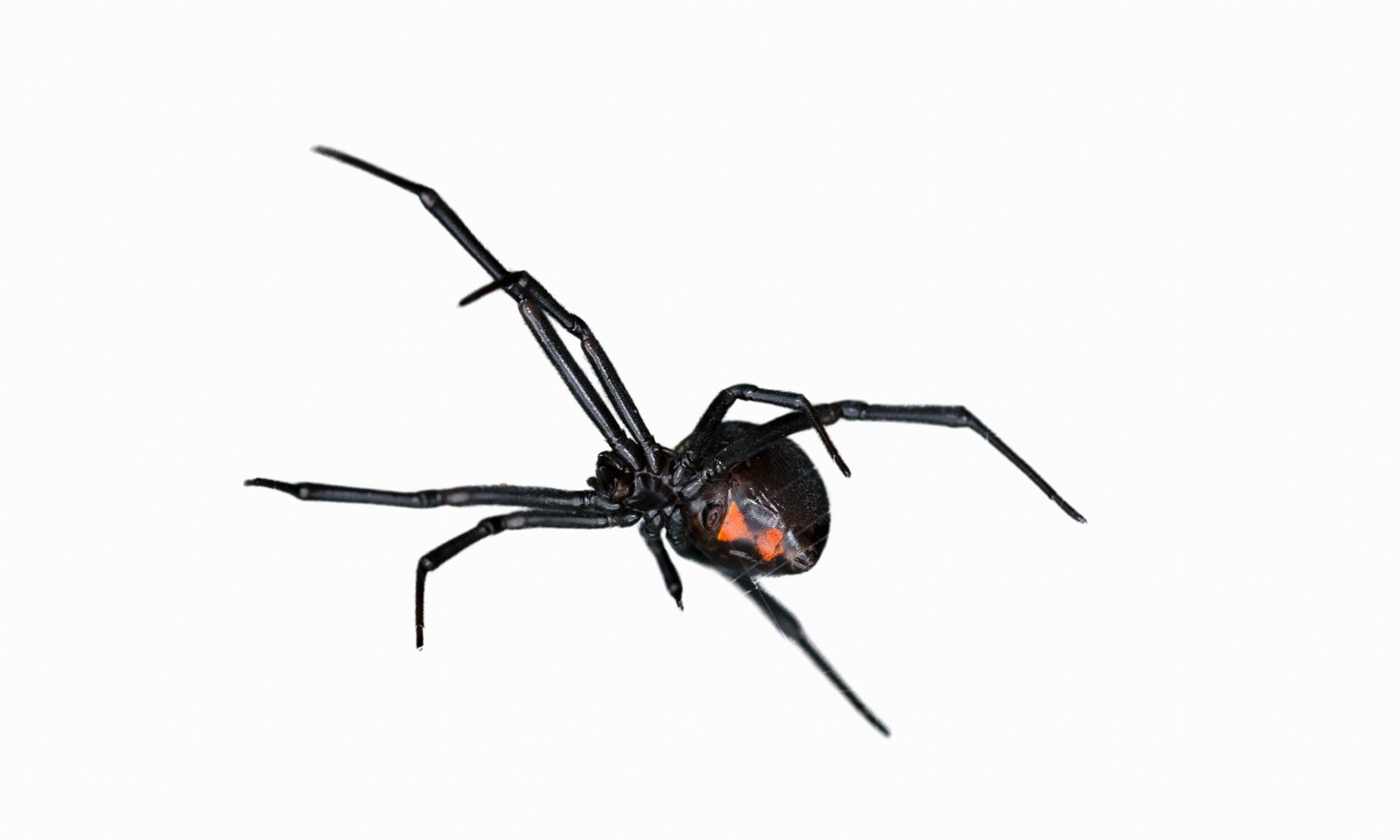 Black Widow