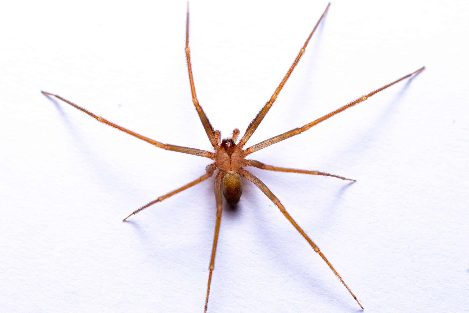 Brown recluse