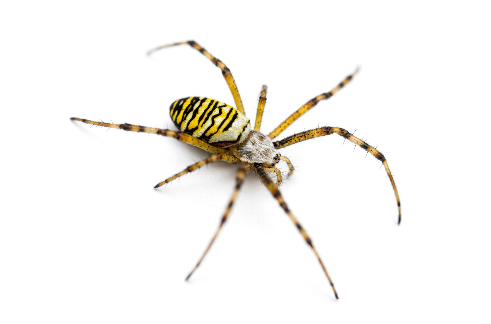 Black and yellow garden spider