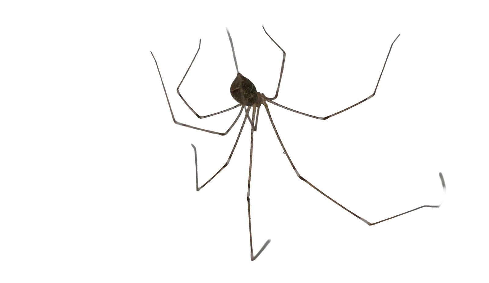Cellar Spider
