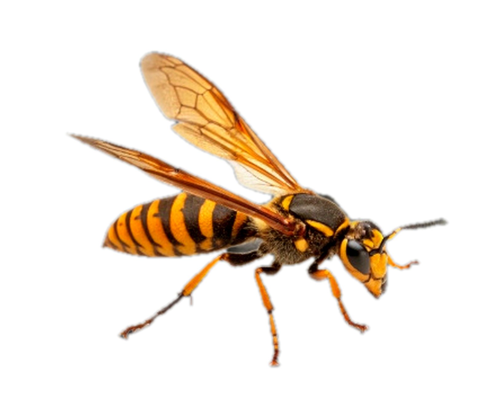 Eastern cicada killer wasp identification